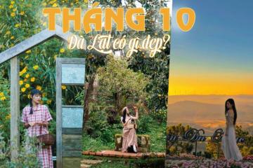 Tháng 10 Đà Lạt có gì ? Mùa hồng chín, dã quỳ, lá phong và hơn thế nữa !