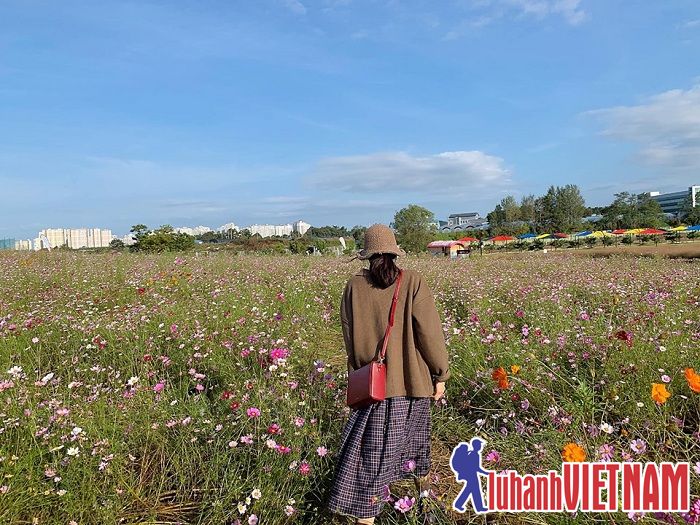 Say đắm trước vẻ đẹp của đồi cỏ hồng tại Anseong Hàn Quốc