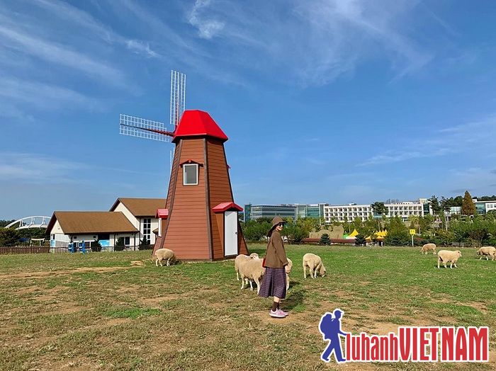 Say đắm trước vẻ đẹp của đồi cỏ hồng tại Anseong Hàn Quốc
