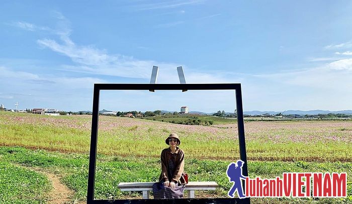 Say đắm trước vẻ đẹp của đồi cỏ hồng tại Anseong Hàn Quốc