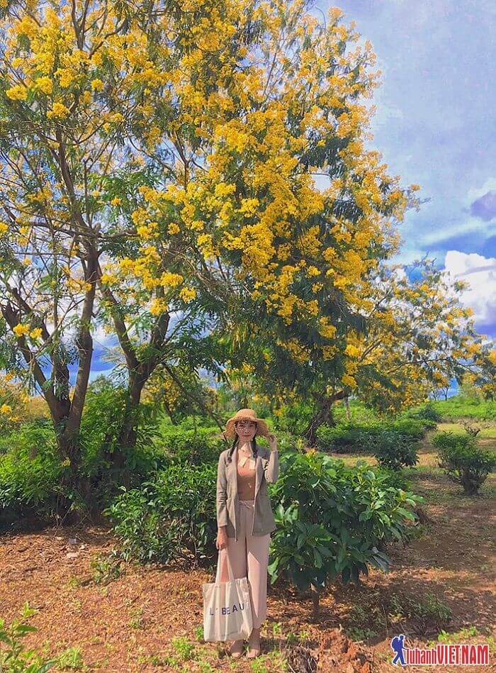 Check in Gia Lai ngắm sắc hoa muồng vàng nở rộ đẹp ngây ngất