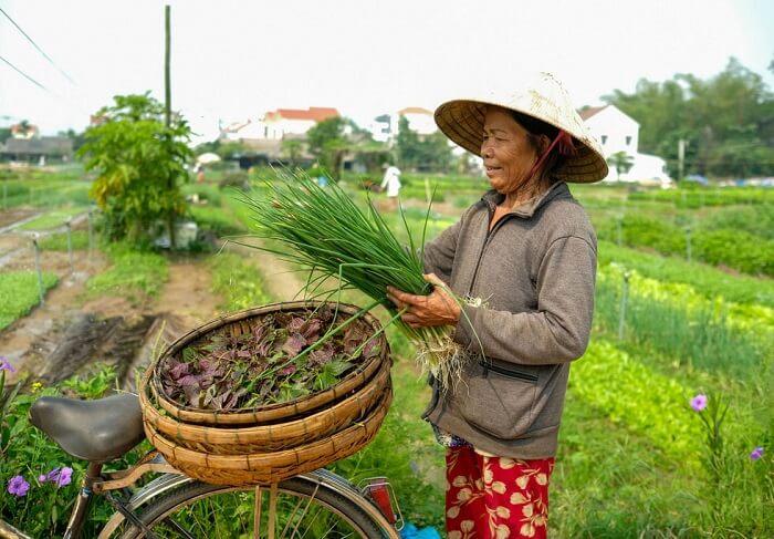 Tìm về một thoáng bình yên bên làng rau Trà Quế, Hội An, Quảng Nam