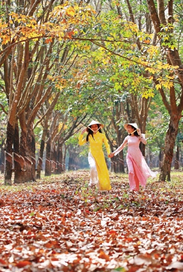 Come to Nhon Trach - a place where the rubber forest changes leaves in Dong Nai, it is beautiful like a Korean movie!