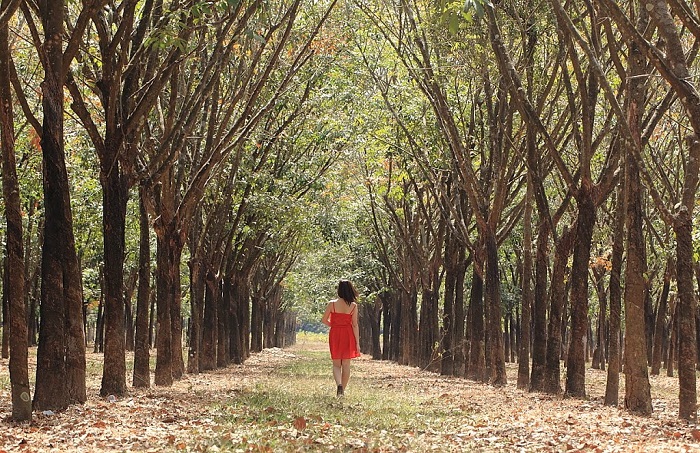Come to Nhon Trach - a place where the rubber forest changes leaves in Dong Nai, it is beautiful like a Korean movie!