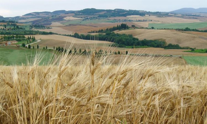 Những cánh đồng trải dài ở Maremma - Du lịch Maremma nước Ý