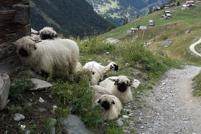 Những con cừu Valais Blacknose - Tham quan làng FindelnThụy Sĩ