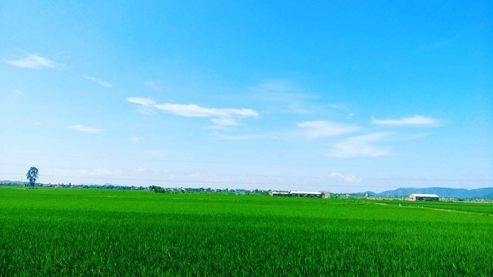 cánh đồng cói xanh tại làng chiếu cói ở Bình Định