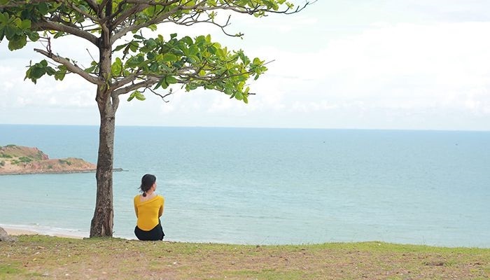 cây bàng - cây cô đơn ở Bình Thuận đơn độc nhất