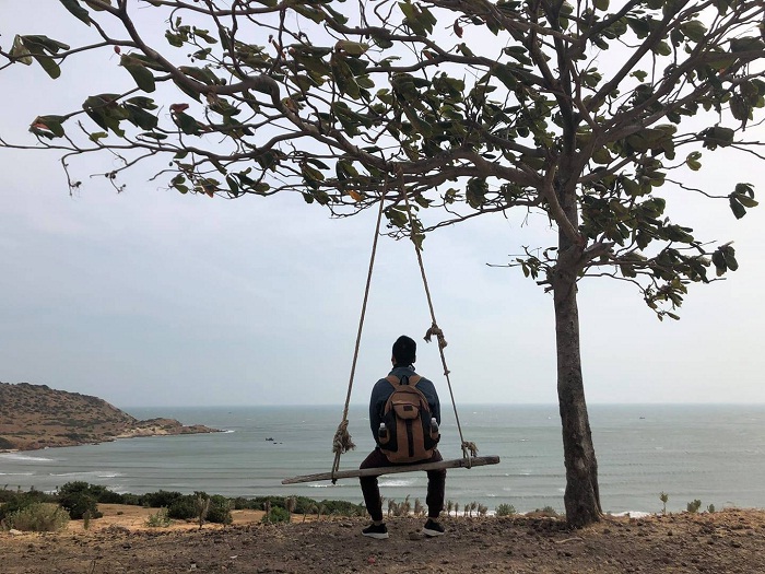 cây bàng - cây cô đơn ở Bình Thuận thu hút nhất