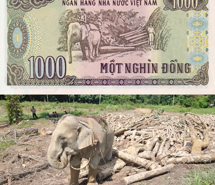 chú voi kéo gỗ ở Tây Nguyên - địa danh in trên đồng tiền Việt Nam 1000đ