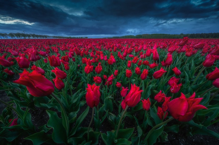 Địa điểm ngắm hoa tulip ở Hà Lan - ngắm hoa ở Amsterdam