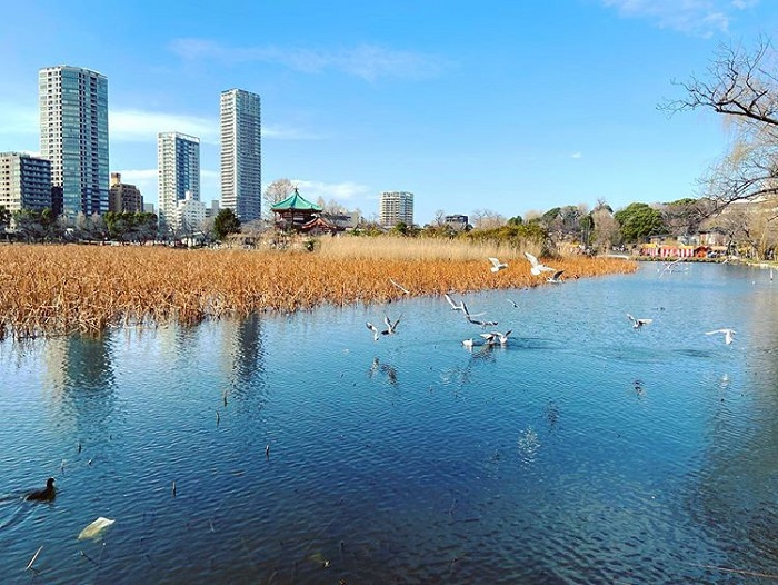 điểm tham quan ở Tokyo - chim ở công viên Ueno