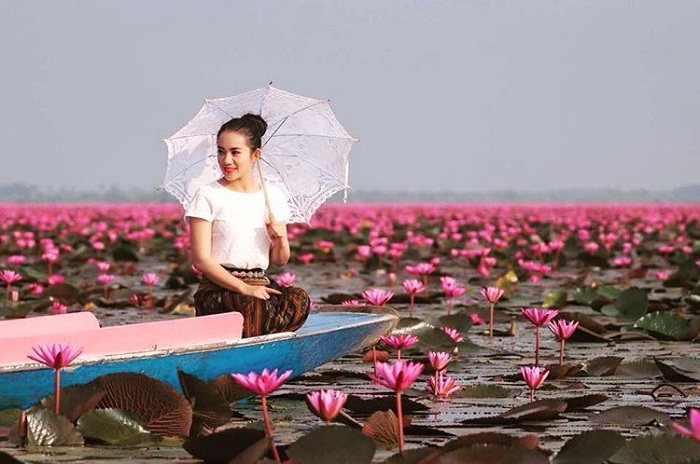 hoa súng - loài hoa tại hồ Sen Đỏ Thái Lan