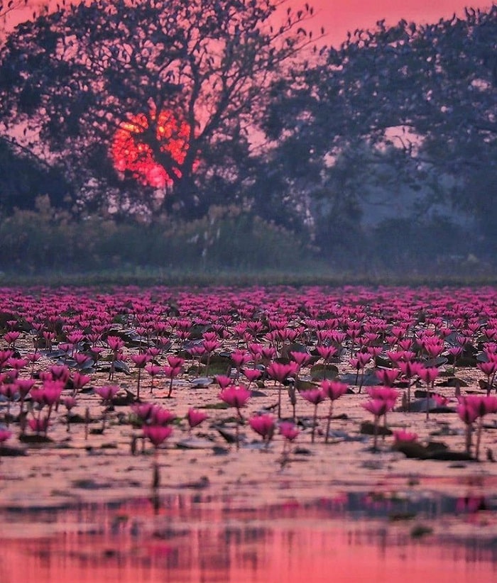 bình minh - khung cảnh rực rỡ tại hồ Sen Đỏ Thái Lan