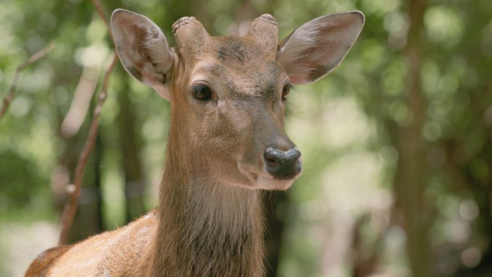 The secret to visiting Binh Chau hot spring - Star deer raised at Mini Zoo
