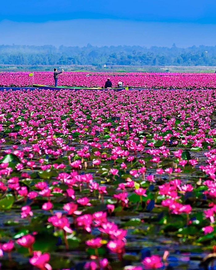 khung cảnh nên thơ của hồ Sen Đỏ Thái Lan