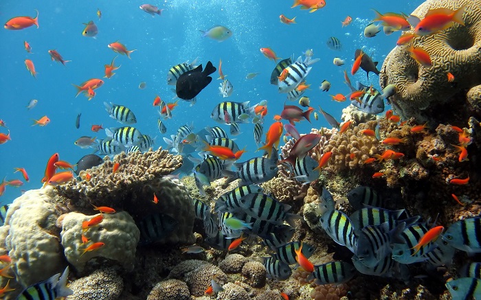 Lặn biển ngắm san hô ở Phú Quốc - địa điểm bắc đảo đẹp nhất