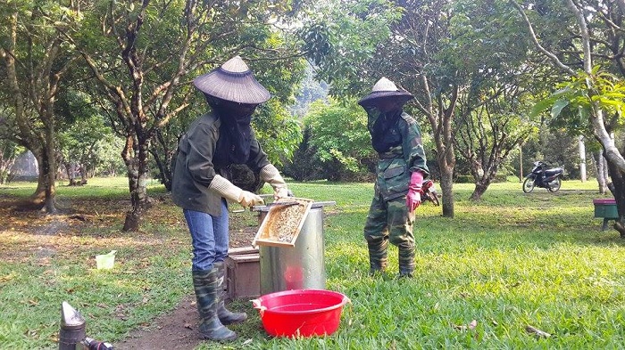 Lấy mật ong rừng ở đảo Cát bà - Đặc sản Hải Phòng mua làm quà