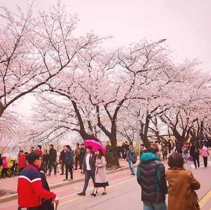 lễ hội ở Seoul - lễ hội hoa Yeongdeungpo Yeouido