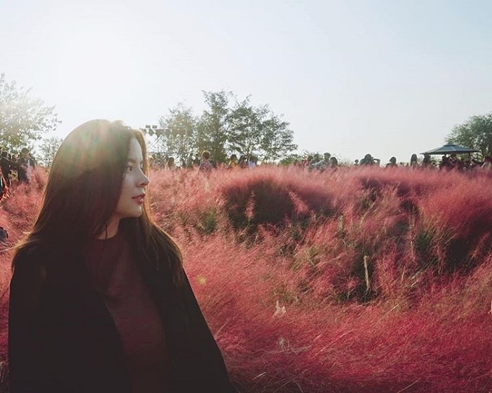 lễ hội ở Seoul - ngắm cỏ hồng đẹp hút mắt
