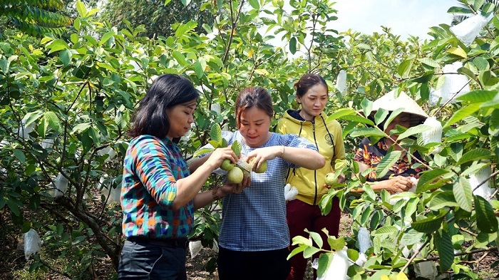 Visiting Dak Glong guava garden - Dak Nong tourism schedule 2 days 1 night