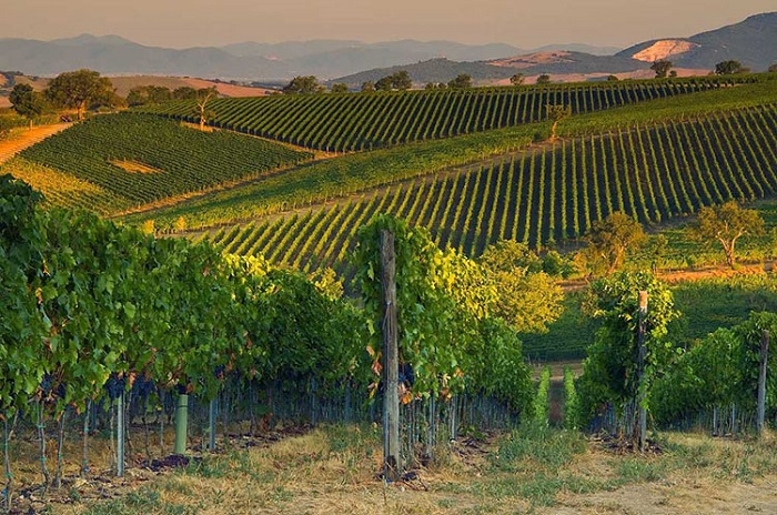 Những vườn nho làm rượu vang Morellino - Du lịch Maremma nước Ý