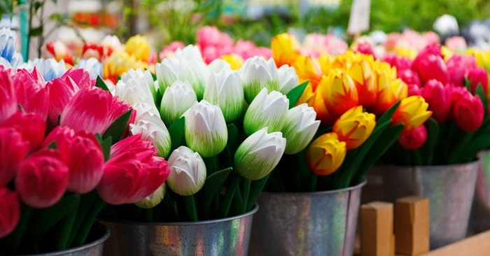 Kinh nghiệm mua sắm ở Hà Lan - mua hoa tulip