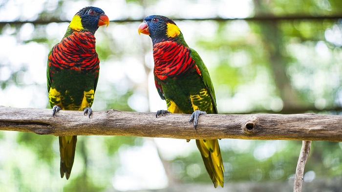 Những chú chim rực rỡ sắc màu tại Vườn bách thảo Perdana tại Kuala Lumpur
