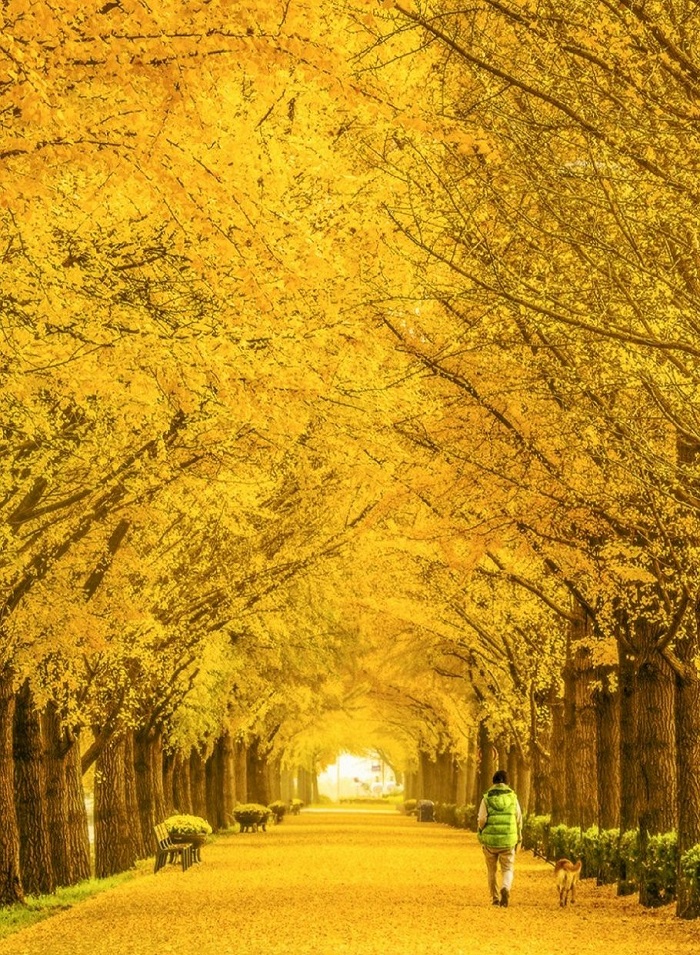 những nơi mùa thu đẹp nhất thế giới-han-quoc-Deoksu