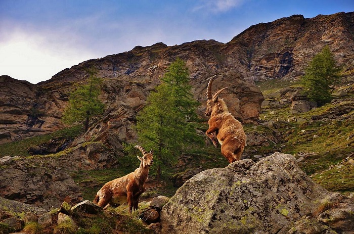 Hai con ibex sống trong môi trường tự nhiên - Vườn quốc gia Gran Paradiso nước Ý