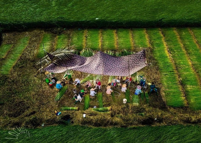 mùa thu hoạch cói tại làng chiếu cói ở Bình Định