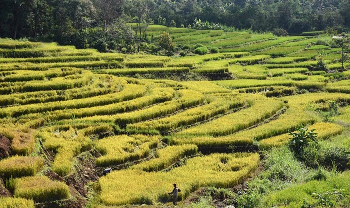 Chu Se terraced fields in Gia Lai