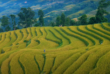 Tháng 10 rồi, Hà Giang vẫn đẹp ngỡ ngàng mùa lúa trên ruộng bậc thang Lùng Vài