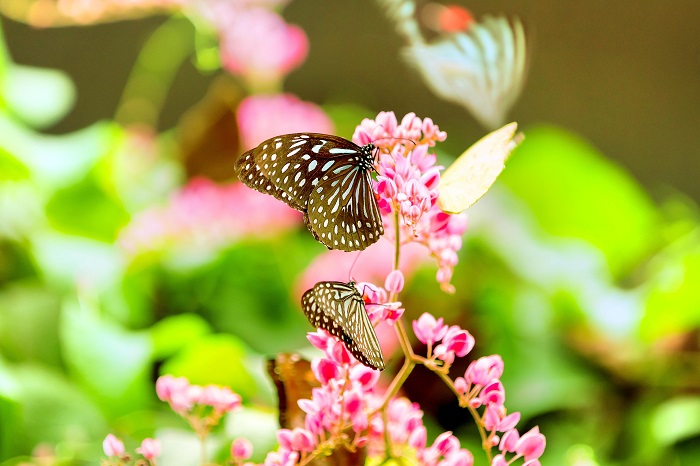Những chú bướm tuyệt đẹp tại Vườn bách thảo Perdana tại Kuala Lumpur