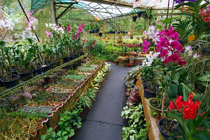 Tham quan vườn lan Orchid Gardens tại Vườn bách thảo Perdana tại Kuala Lumpur