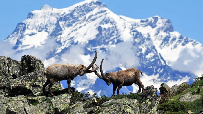 Loài ibex ở trong công viên quốc gia - Vườn quốc gia Gran Paradiso nước Ý