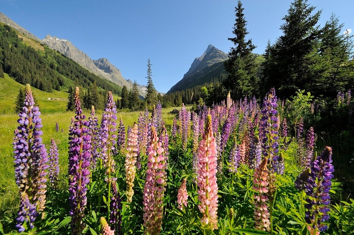Khung cảnh thiên nhiên tươi đẹp vào mùa hè ở St. Anton am Arlberg  - du lịch St Anton am Arlberg