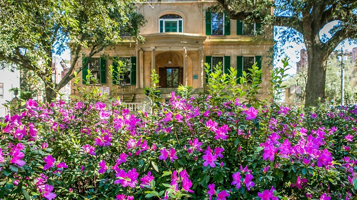 Hoa đỗ quyên ở khu phố cổ Savannah thành phố Savannah