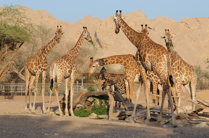 Vườn thú Al Ain thành phố Al Ain