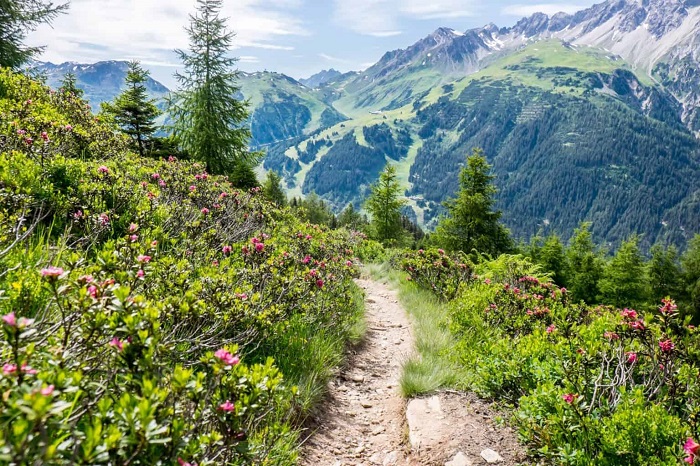 Phong cảnh thiên nhiên ấn tượng cùng những cây hoa hồng núi cao - Du lịch St Anton am Arlberg