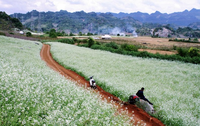 Cánh đồng hoa cải tuyệt đẹp ở bản Thung Cuông Mộc Châu