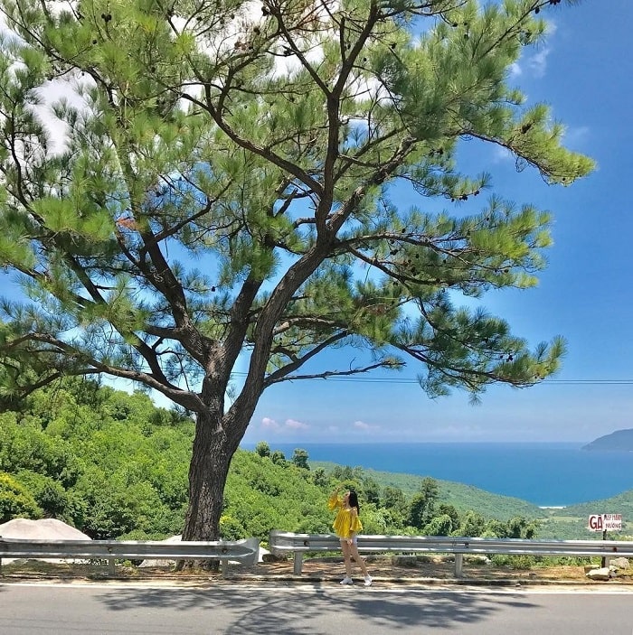 Lonely pine tree - the check-in point in the quiet Hai Van Pass 