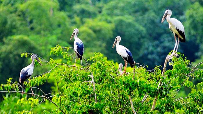 Ecotourism destination - Check in Tan Long stork garden