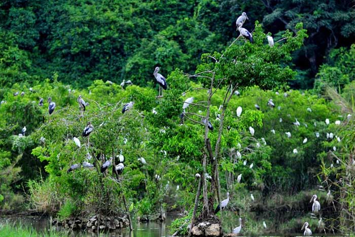Check in Tan Long stork garden - Tourist destination