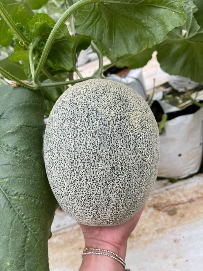 Cantaloupe at Greenfield Gardenfarm . campground