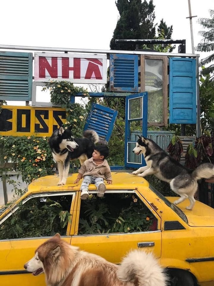hoi-quan-cho-meo-Quán cafe thú cưng ở Đà Lạt-huongvo