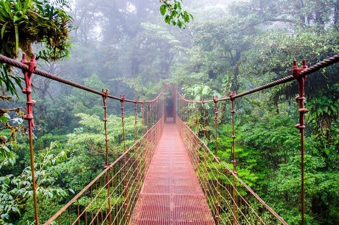 Đi bộ trong rừng trên mây Monteverde - Du lịch Costa Rica