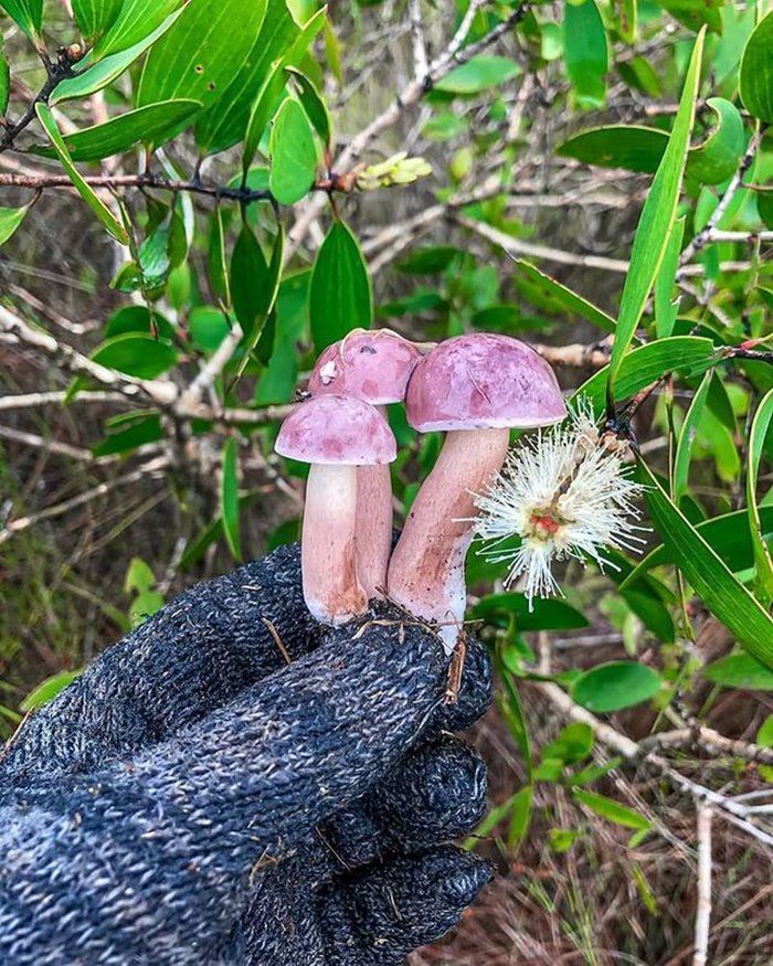 Melaleuca mushroom autumn specialties of Hue