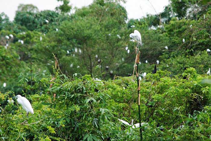 Check in Tan Long stork garden - The storks