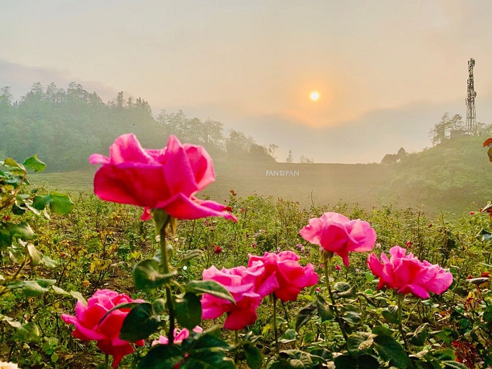 Sun World Fansipan Legend is one of the beautiful flower gardens in Vietnam 